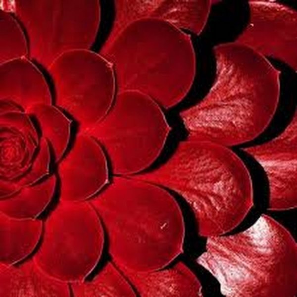 Ранункулюс марсала