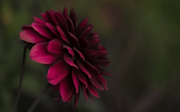 Пионы темные