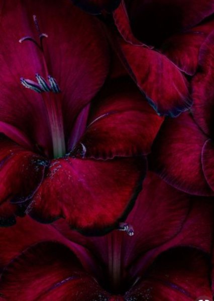 Пионы марсала