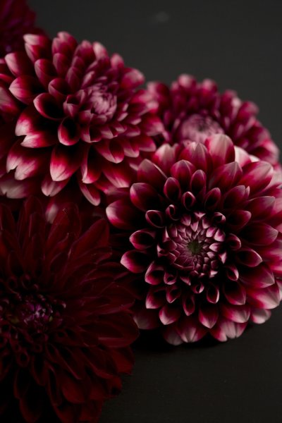 Пион дарк Пурпл