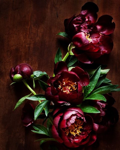 Роза фиолет вельвет