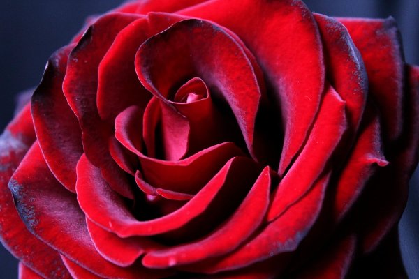 Пионы бургунди