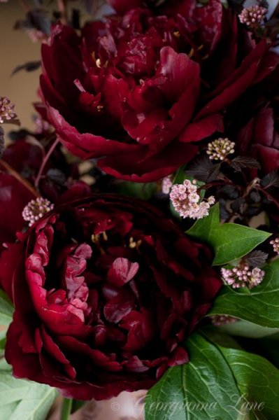 Роза Блэк Перл