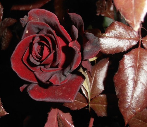 Розы бордовые бархатные