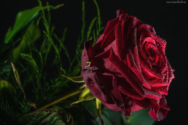 Роза бордовая