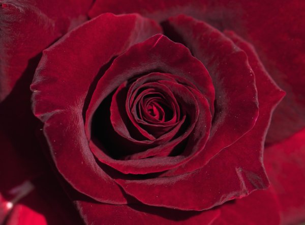 Цветы пионы красные