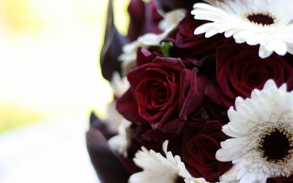 Неопак бархатные розы