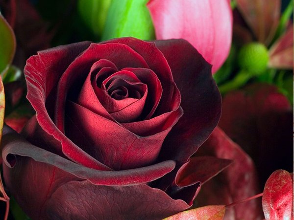 Цветы абстракция