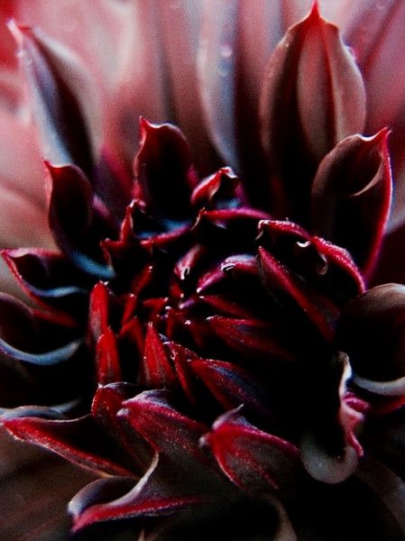 Коричневые цветы