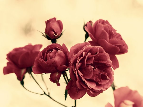 Пион красный