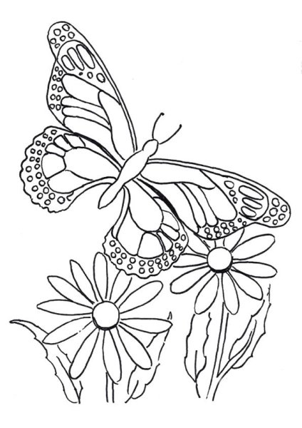 Раскраски бабочек. Рисунки бабочек, картинки бабочек