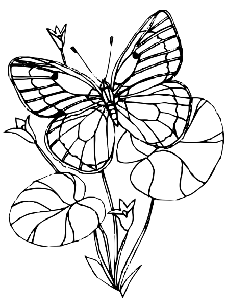 Бабочка раскраска для детей