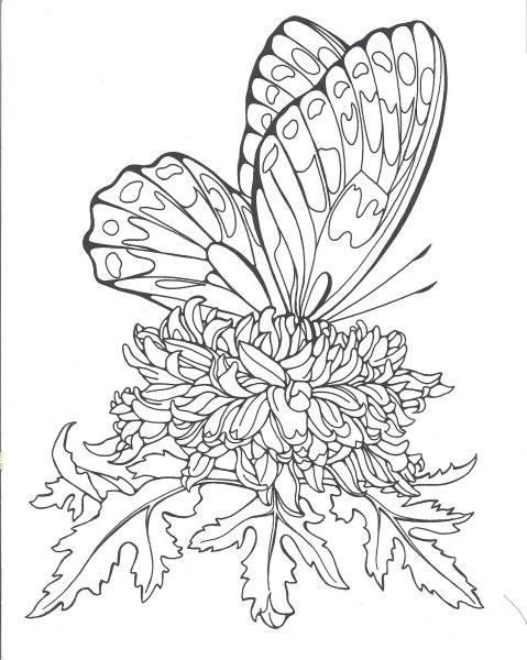 Раскраска "бабочки"