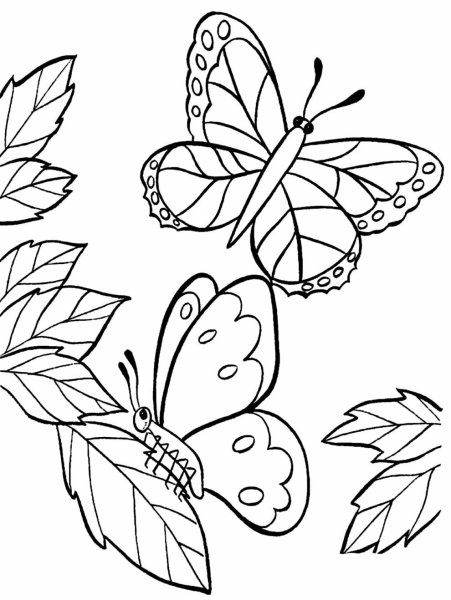 Цветы и бабочки. Раскраска