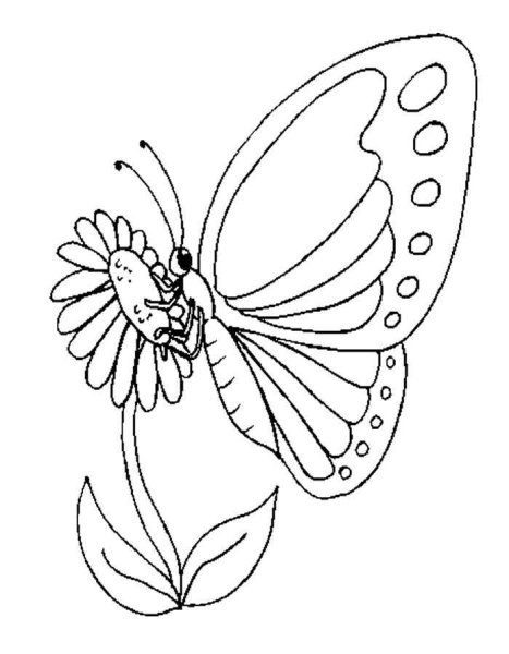 Цветы и бабочки. Раскраска