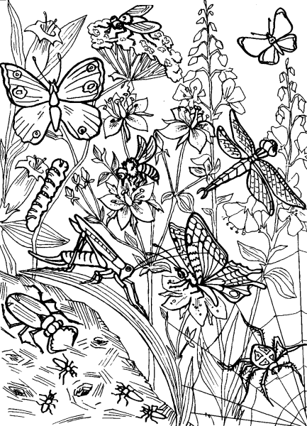 Раскраски для детей цветы и бабочки