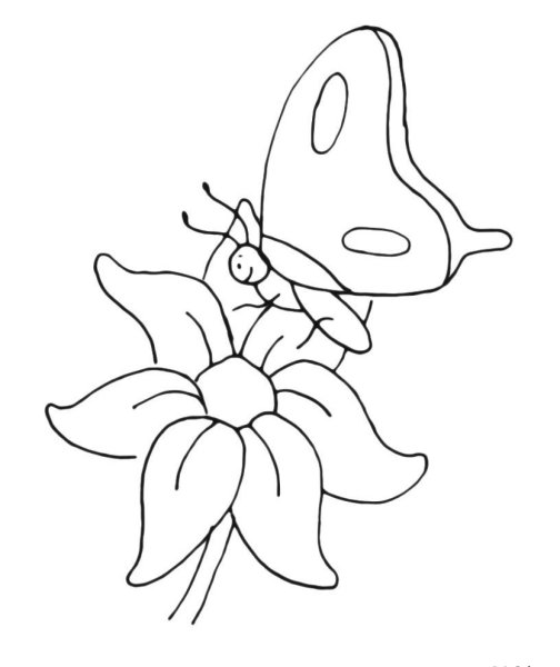 Цветы и бабочки. Раскраска