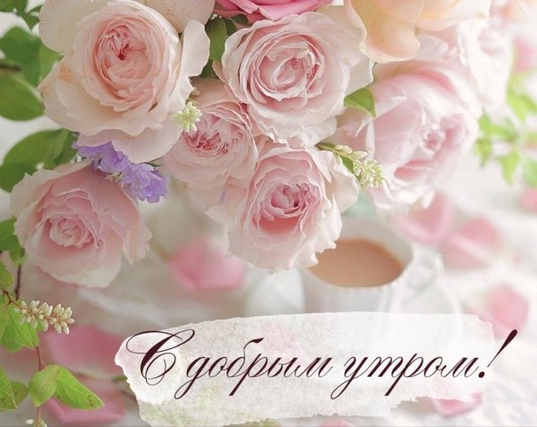 С добрым утром нежные розы