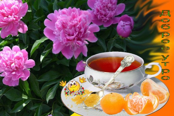 С добрым утром пионы