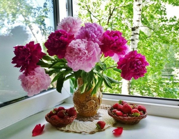 Пионы у окна