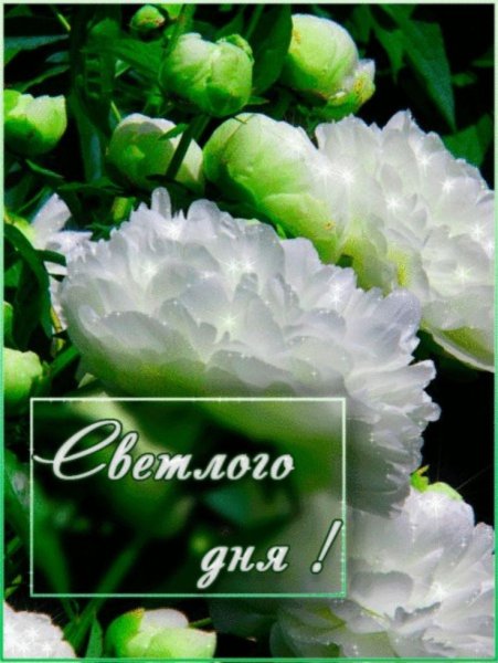 Открытка светлого дня