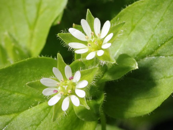 Звездчатка средняя (Stellaria Media)
