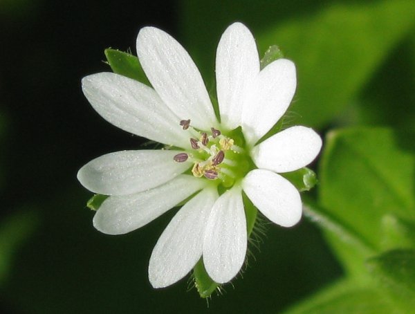 Звездчатка средняя (Stellaria Media)