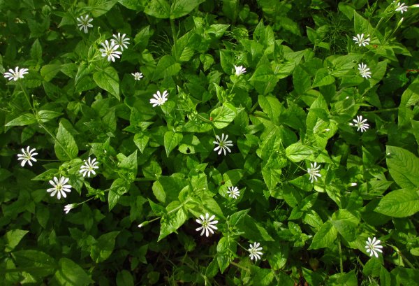 Звездчатка Лесная Stellaria nemorum
