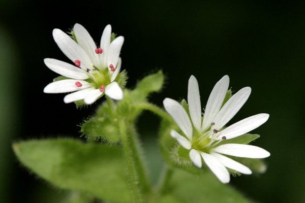 Звездчатка средняя (Stellaria Media)