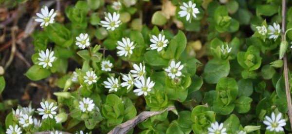 Звездчатка Бунге – Stellaria bungeana