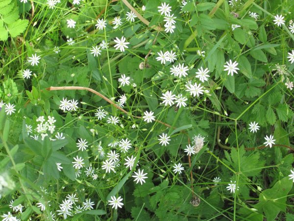 Звездчатка средняя (Stellaria Media)