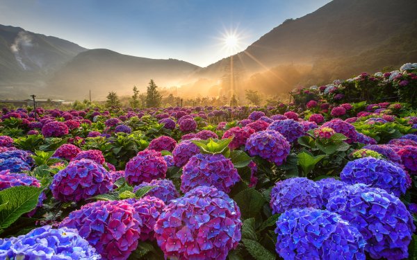 Полевые цветы