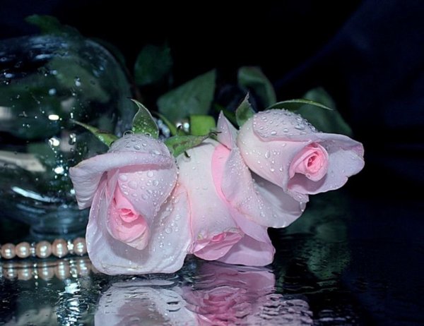 Доброй ночи с фиалками