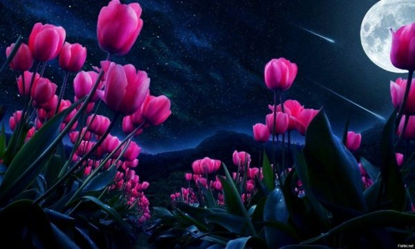 Цветы с пожеланием спокойной ночи
