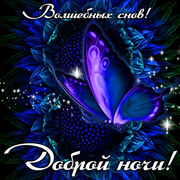 Спокойной ночи хризантемы