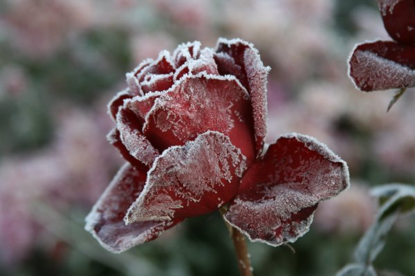 Роза в инее