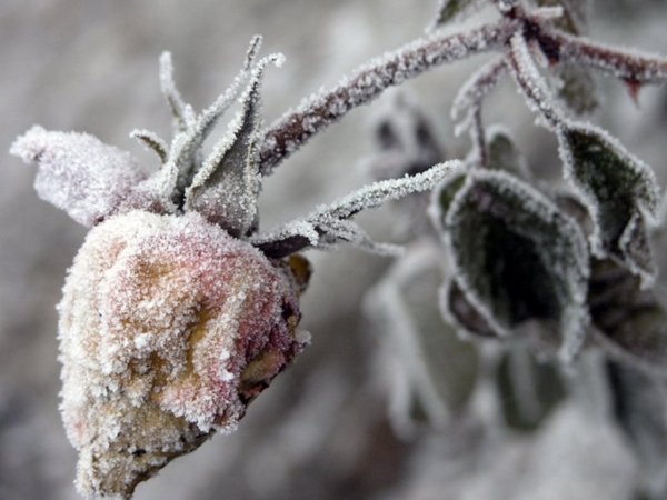 Замерзшие растения