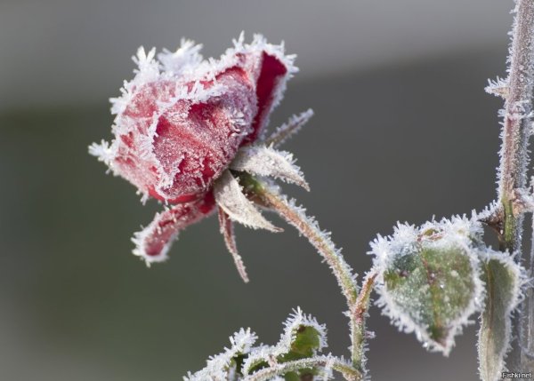 Замерзшая роза