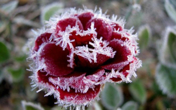 Розы в инее фото