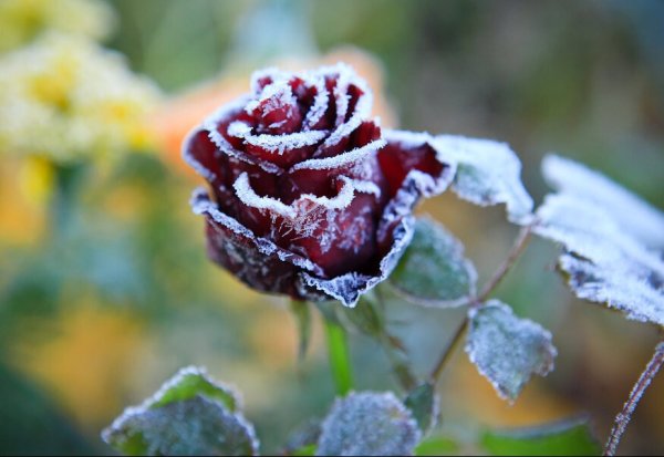 Замерзшие цветы