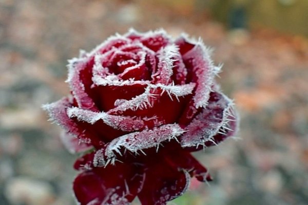 Зимняя роза Северцева