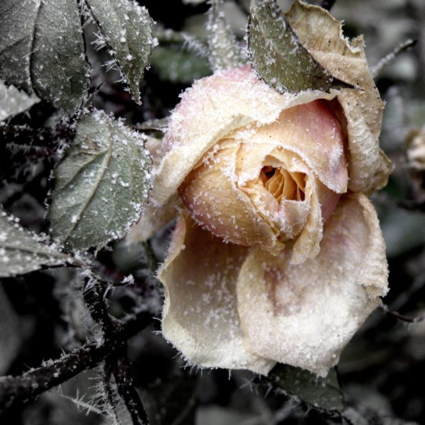 Морозец цветок