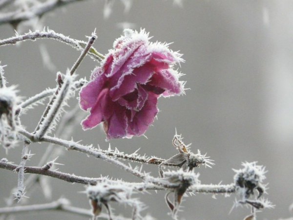 Розы на морозе
