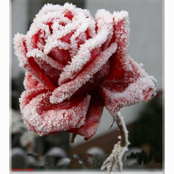 Зимние цветы