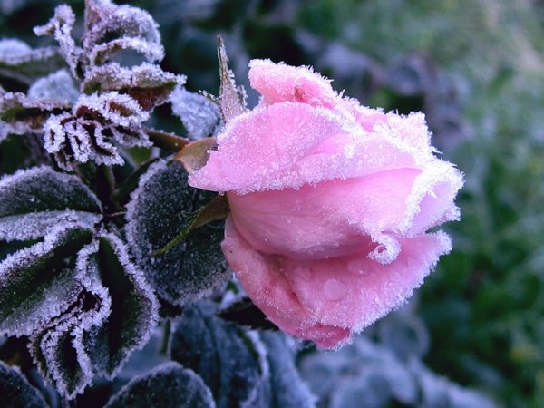 Роза на снегу арт