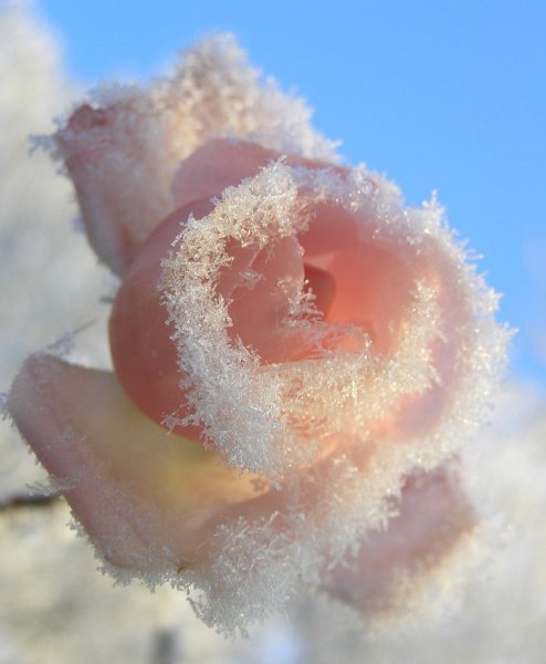 Арктическая роза