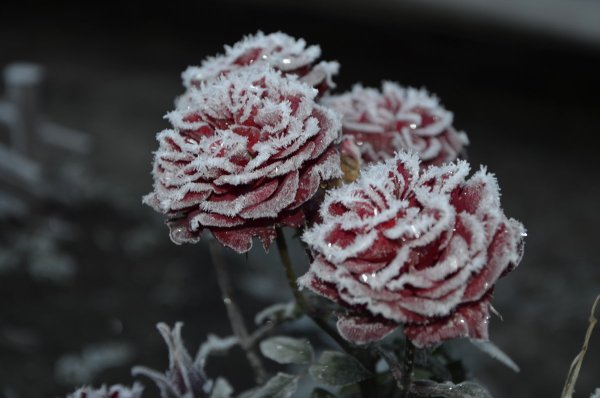 Розовый куст зимой