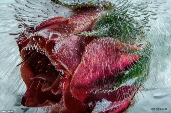 Роза в инее