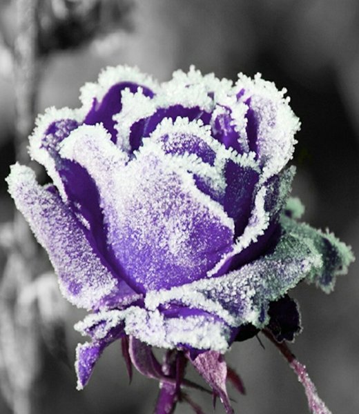 Белые розы под снегом