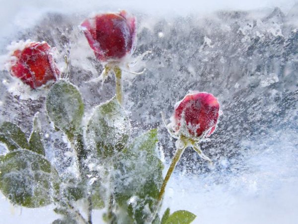 Зимние цветы